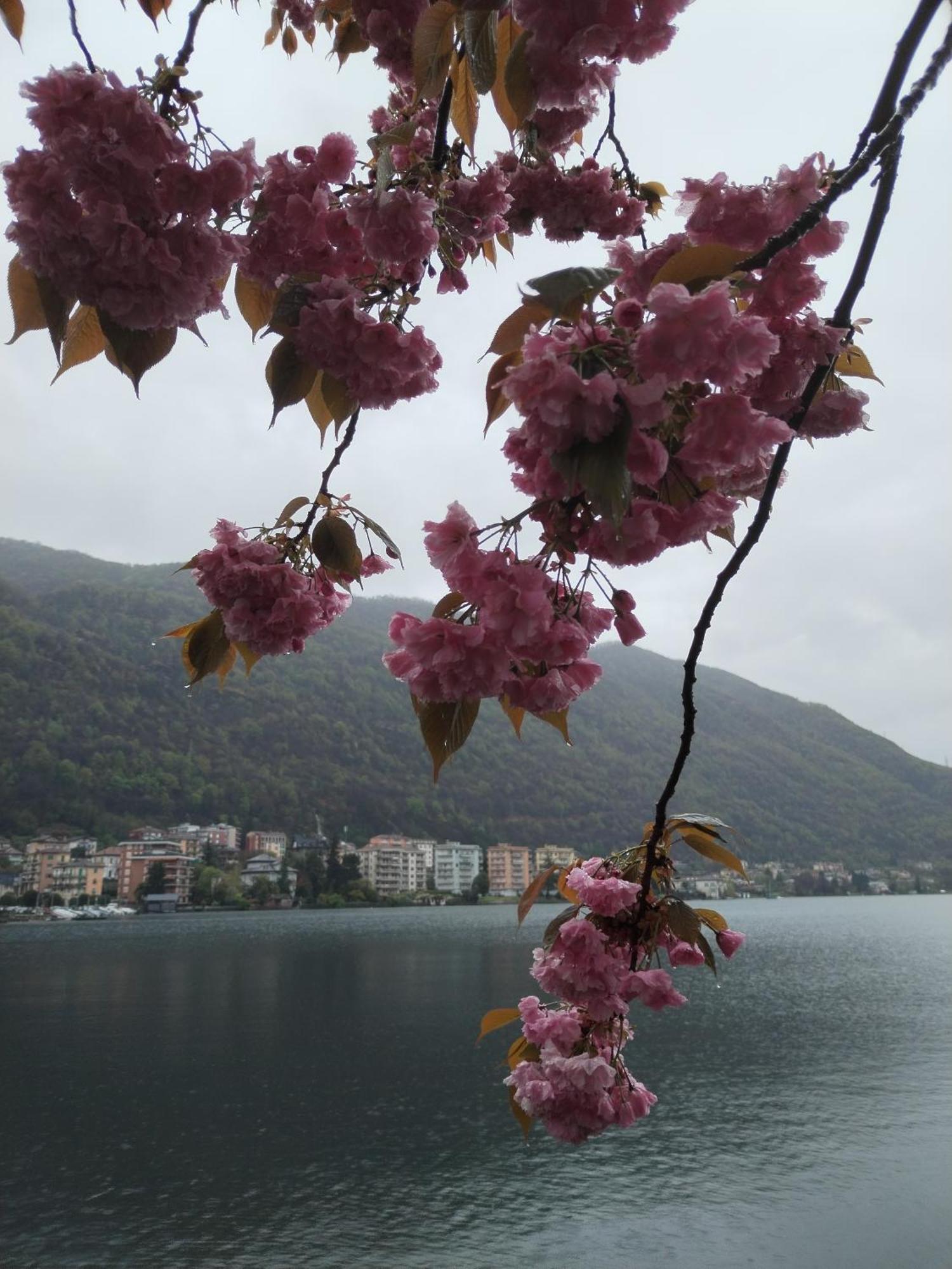 Un Balcone Sul Lago Omegna Eksteriør bilde